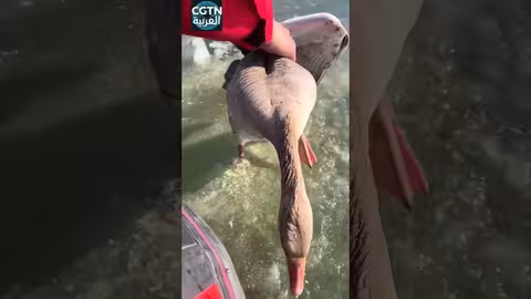 إنقاذ إوزة وحيدة على الجليد في الصين