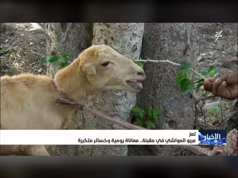 مربو المواشي في مقبنة يعانون خسائر يومية