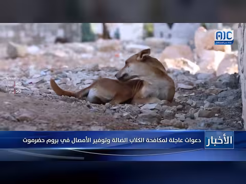 نداءات عاجلة لمكافحة انتشار الكلاب الضالة في حضرموت