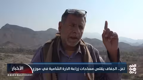 تعز: الجفاف يقلص زراعة الذرة الشامية في موزع