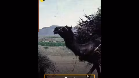 الثائرة تحفة حُبل سبتمبرية قبل سبتمبر #بالمسند #في_دقيقة