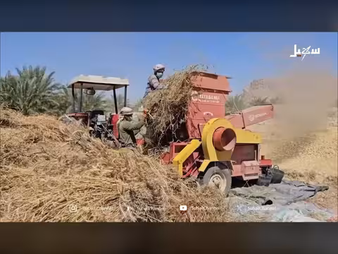 موسم حصاد السنابل الذهبية