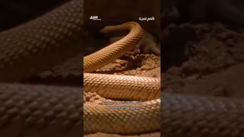 أفعى التايبان: آليات الصيد والسموم المميتة