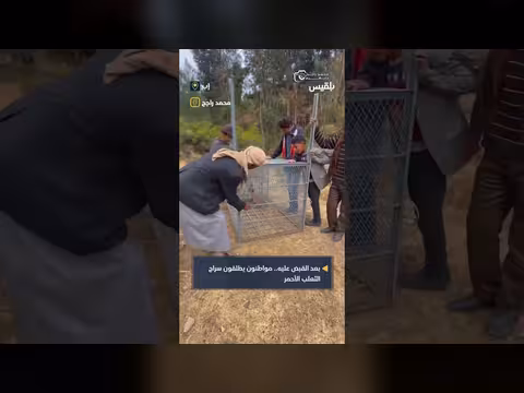 إطلاق سراح ثعلب أحمر في إب: تفاعل المواطنين وأسماء محلية