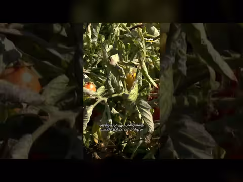 أكبر منتجي الطماطم المجففة في العالم