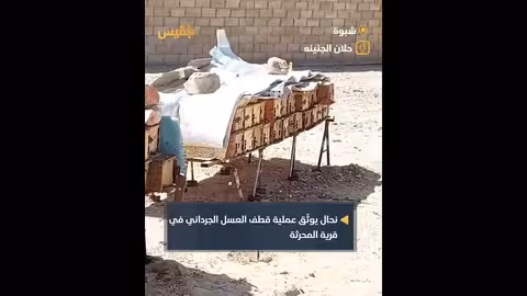 نحال يوثق قطف عسل الجردان في شبوة