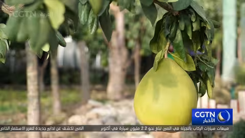 بحيرة وولونغو: نموذج صيني للتنمية المستدامة والتحول الأخضر