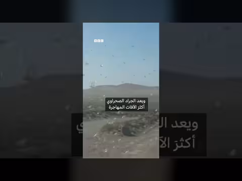 جزيرة إسبانية تتعرض لغزو غير مسبوق لجراد الصحراء