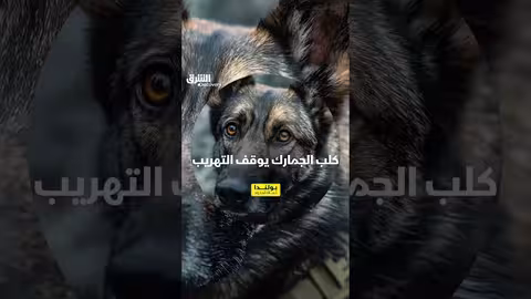 كلب الجمارك يكشف تهريبًا مفاجئًا