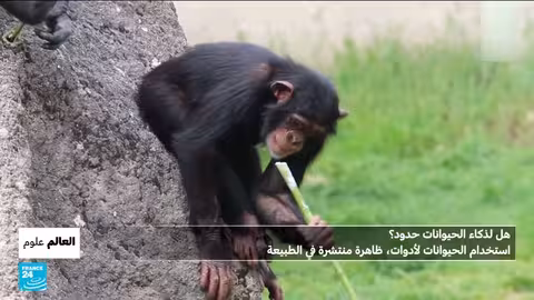 فيرونيكا: بقرة موهوبة تستعمل أدوات لحك جسمها