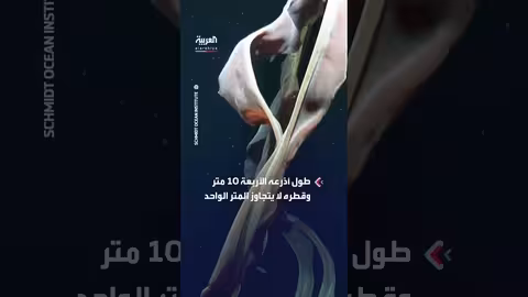 رصد قنديل بحر شبحي عملاق قبالة سواحل الأرجنتين