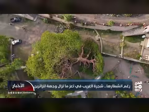 شجرة الغريب في تعز وجهة سياحية despite انشطارها