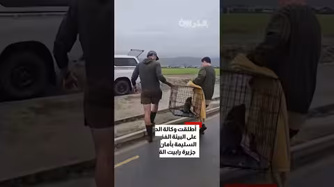 فقمة صغيرة تدخل حانة في نيوزيلندا وتثير دهشة الزبائن