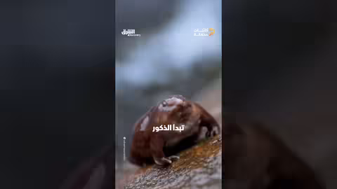الضفدع البنفسجي الهندي: مخلوق فريد يعيش تحت الأرض