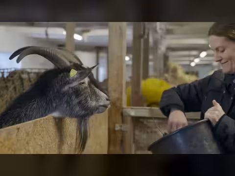 وسائل تواصل الحيوانات