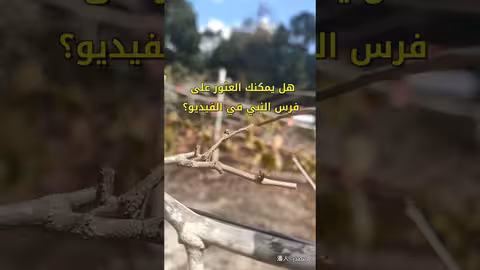 اكتشاف فرس النبي في الصين: تغيير اتجاهه عند اللمس