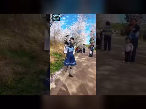 عرض راقص آلي تحت أزهار الكرز في الصين