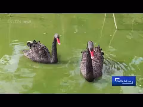 ريادة الأعمال في ليشوي الصينية: قصة نجاح من الجبال العالية