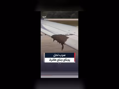 تأخير إقلاع رحلة بسبب سرب نحل