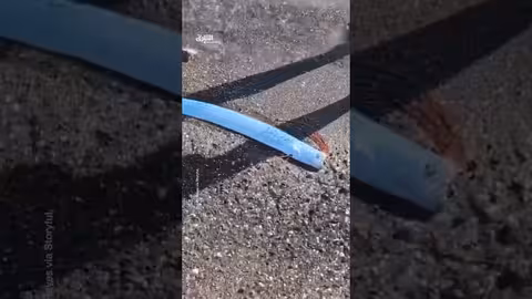 سمكة يوم القيامة