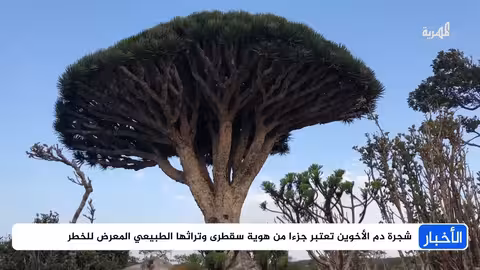 سقطرى: شجرة دم الأخوين تواجه خطر الانقراض