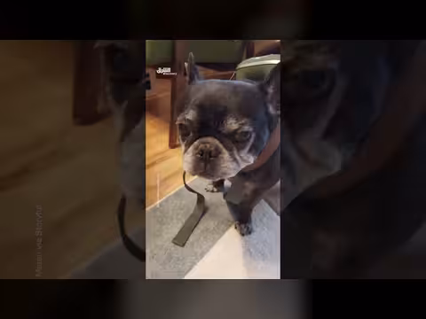 بولدوغ فرنسي يستمتع بتدليك فاخر