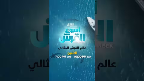 عالم القرش المثالي