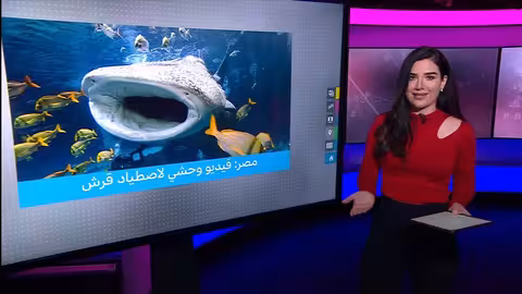 إيقاف صيادين في مصر بعد اصطياد قرش حوتي بطريقة وحشية