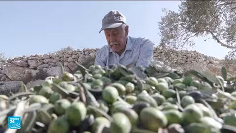 تصاعد اعتداءات المستوطنين على مزارعي الزيتون في الضفة الغربية