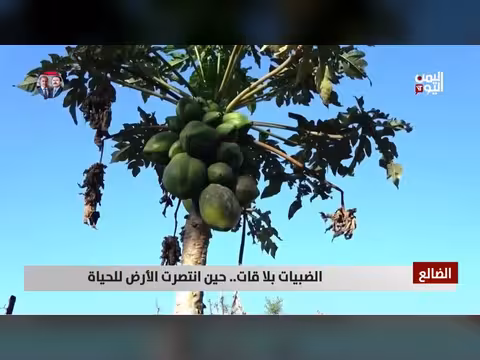 الضبيات بلا قات في الضالع