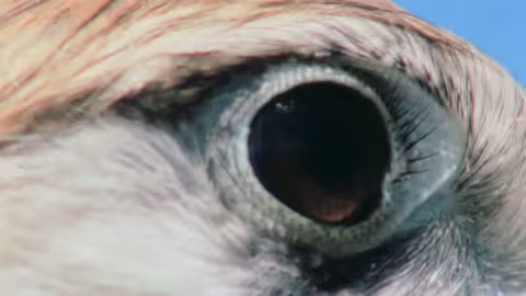 مفترسات الصحراء: تحديات البقاء