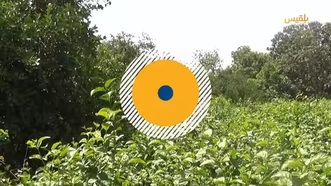 وفرة محصول الليمون تبشر المزارعين في دلتا تبن رغم تدني الأسعار